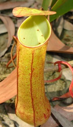 Slender Pitcher Plant (Nepenthes gracilis) photo